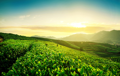 豌青綠茶為山東茶業發展注入新活力